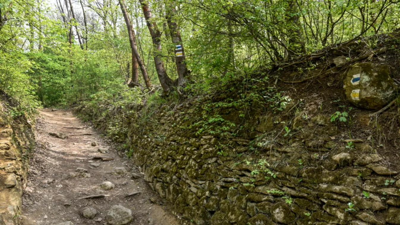 Városfásításában vesz részt a Pilisi Parkerdő