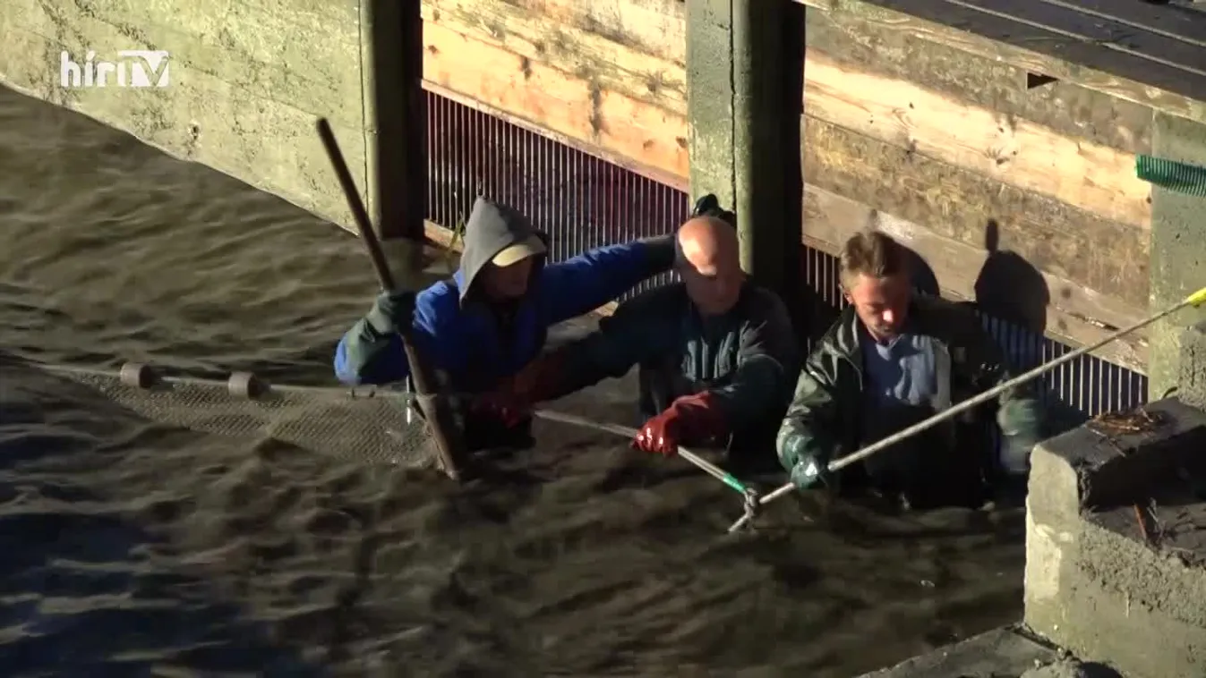 Soroló (2022-10-08)