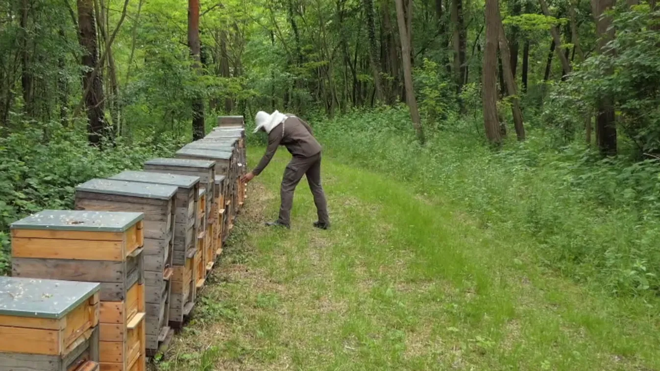Soroló: Az ország északi részén és a Dunántúlon is rekordévet zártak a méhészek