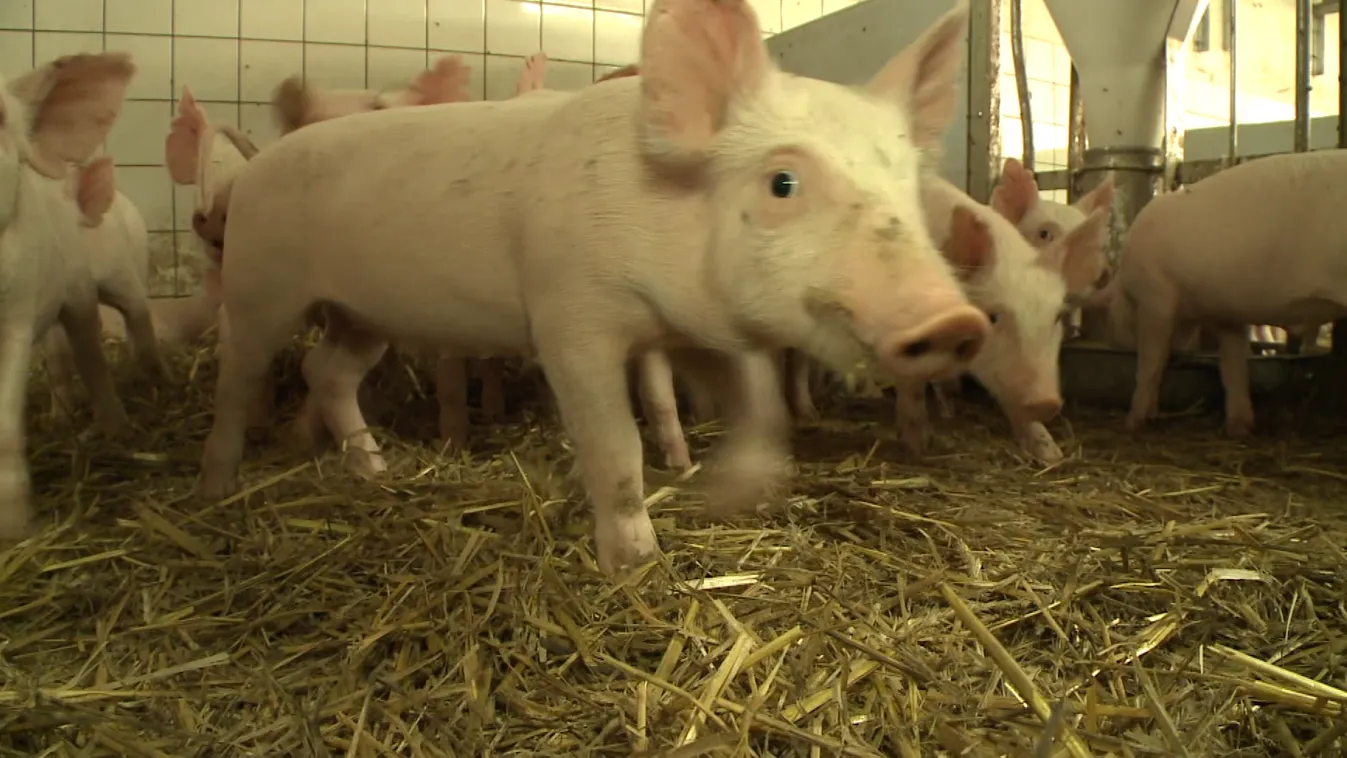 Drágul a sertéshús