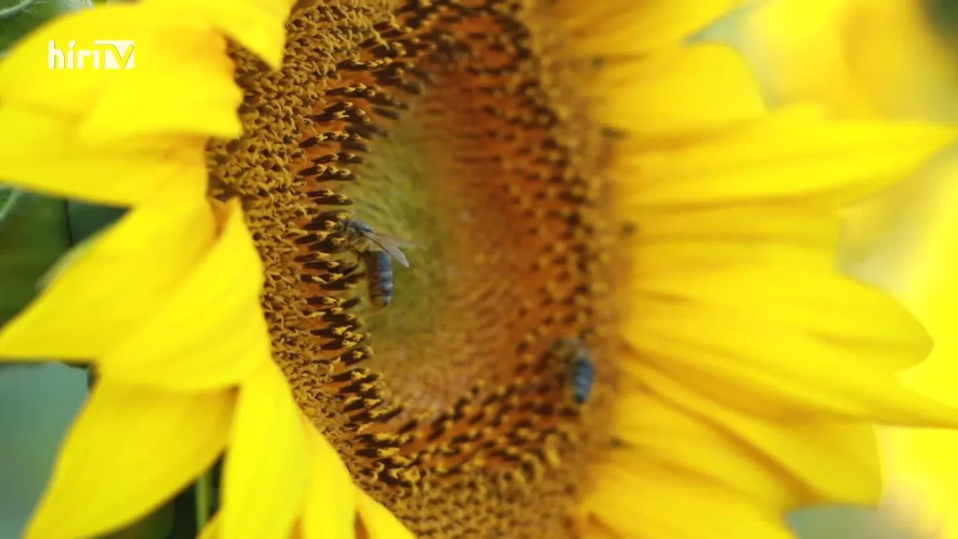 Soroló (2022-10-15)