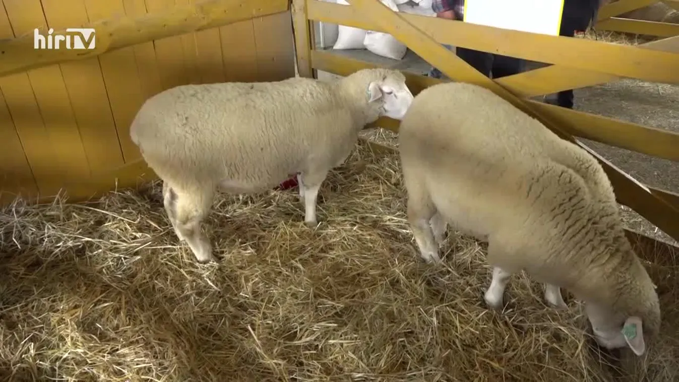 Soroló (2022-10-22)