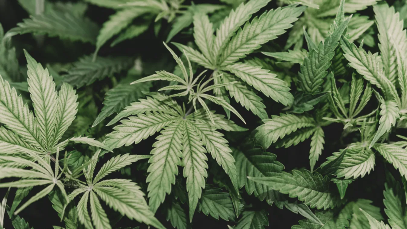 Kábítószer-termesztőt füleltek le a nagyatádi rendőrök