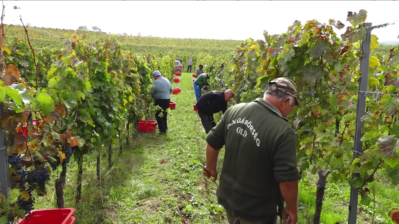 Végéhez közeledik a szüret a Villányi Borvidéken
