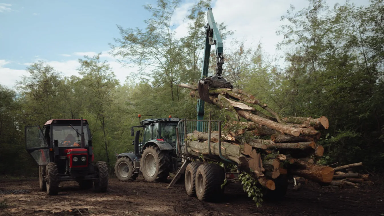 Agrárminisztérium: növelték a termelési kapacitásaikat az állami erdőgazdaságok