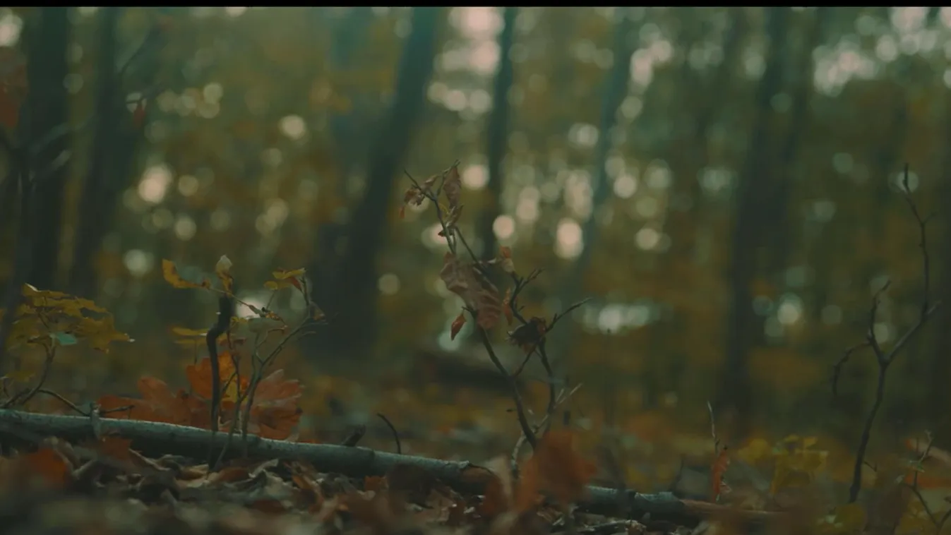 Mozaik: „Tegyünk együtt többet erdeinkért!”