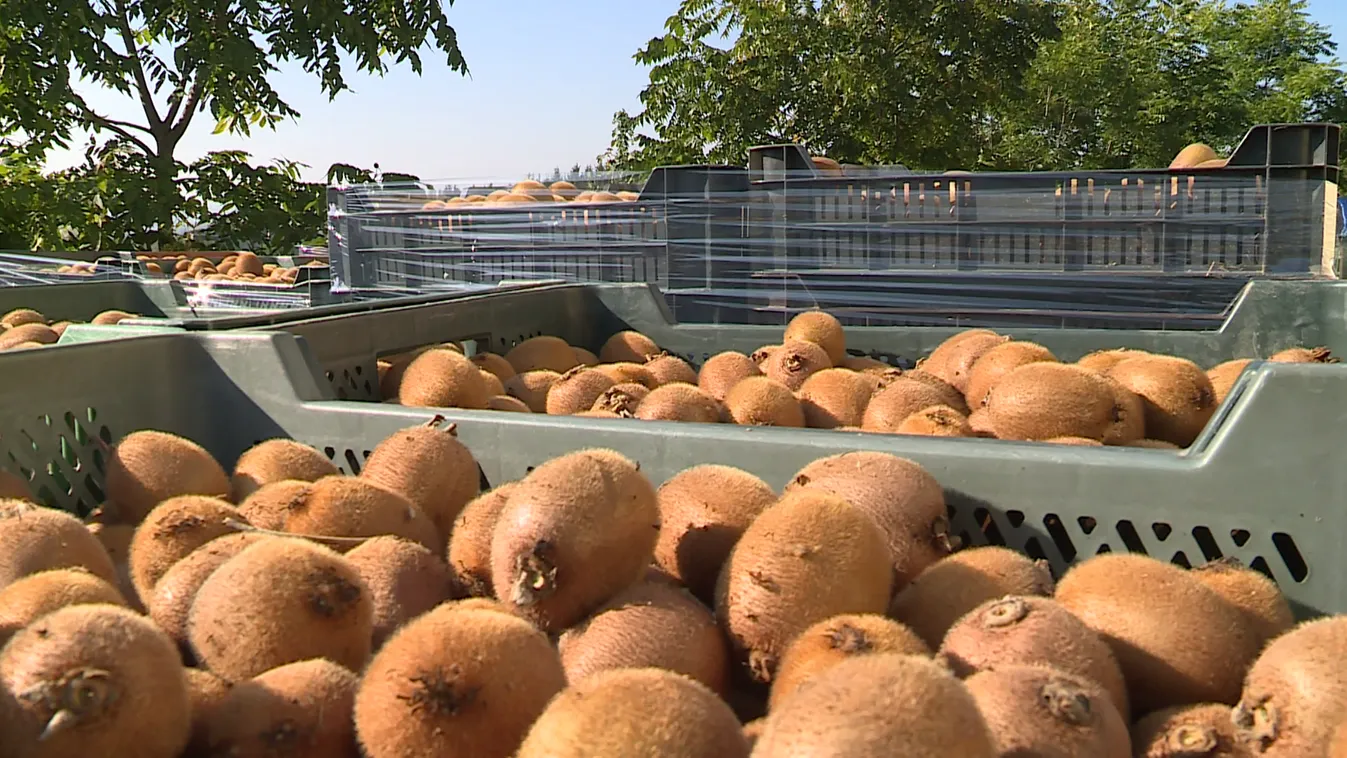 Szüretelik a kivit a Zala megyei Becsehelyen