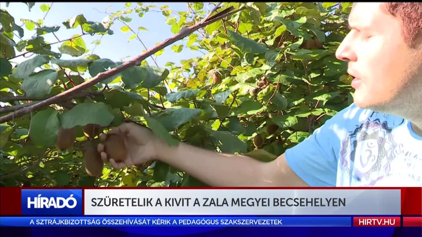Szüretelik a kivit a Zala megyei Becsehelyen