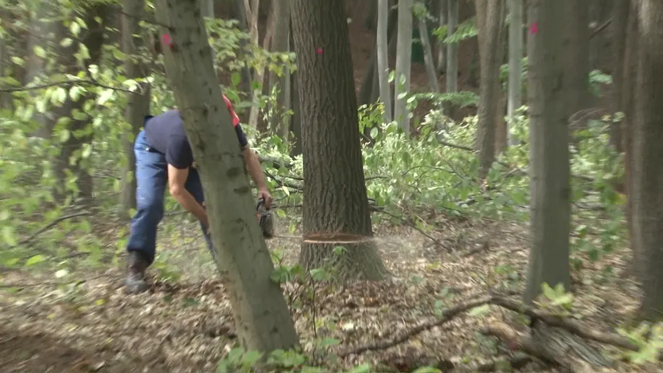 Növelni kell a kitermelést a hatósági tűzifa programban