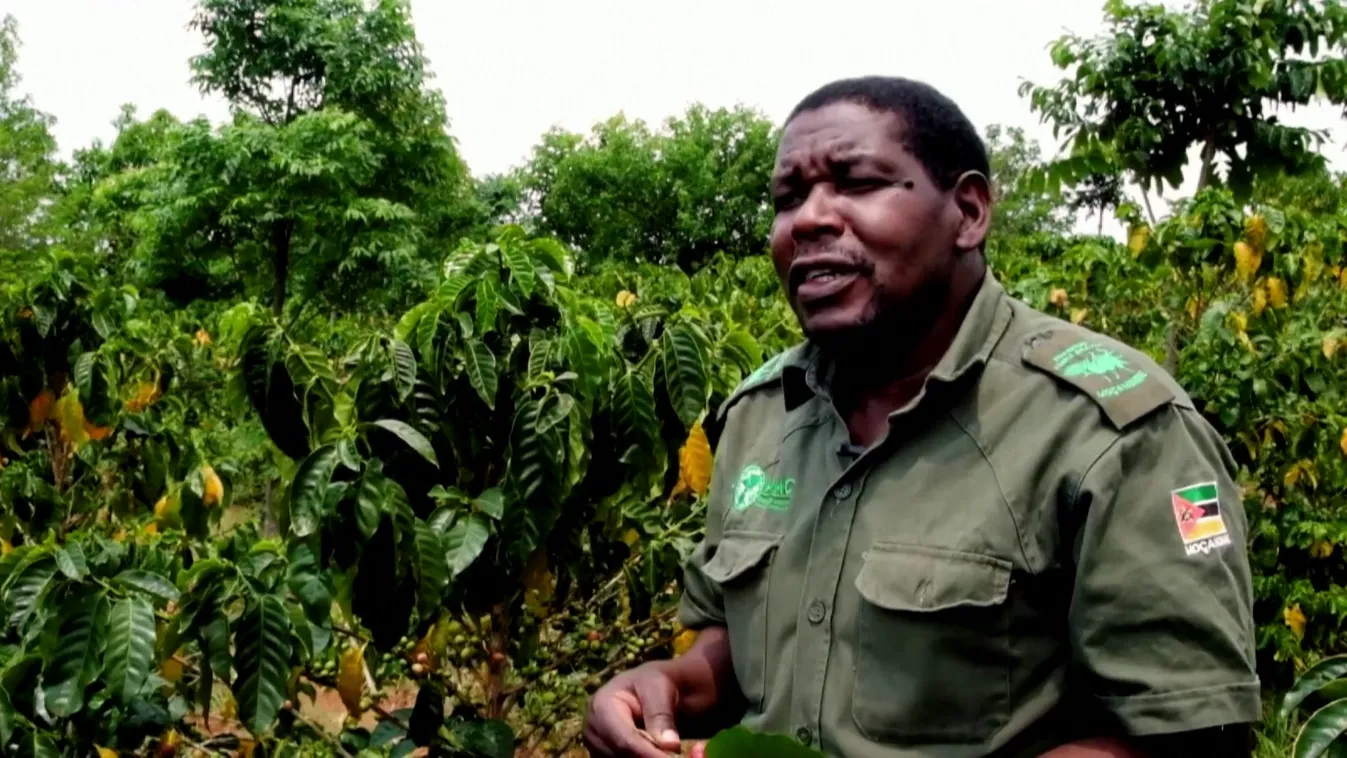 Radar - Kávéfák menthetik meg a mozambiki esőerdőt
