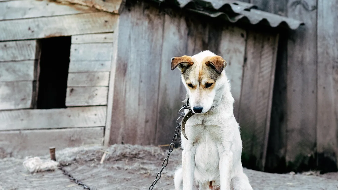 Borzasztó körülmények között tartotta kutyáit