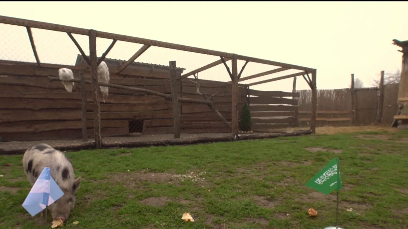 Radar - Timó megjósolta az Argentína-Szaúd-Arábia meccs eredményét