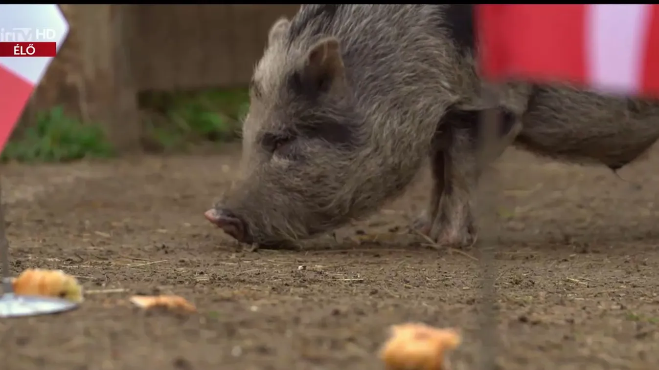 Radar - Timo jóslata a Franciaország-Dánia meccsre