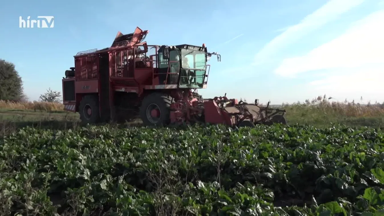 Soroló (2022-11-12)