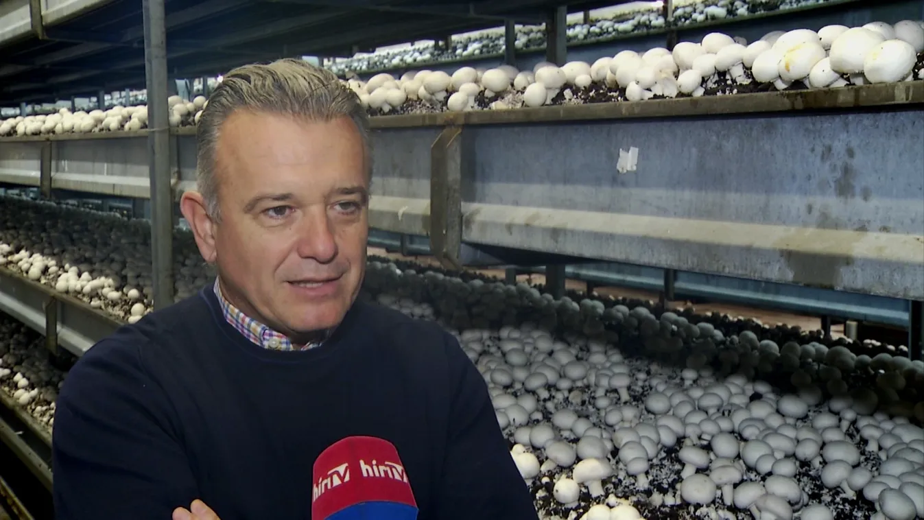 Soroló: Az energiaválság súlyosan érinti a gombaipart is