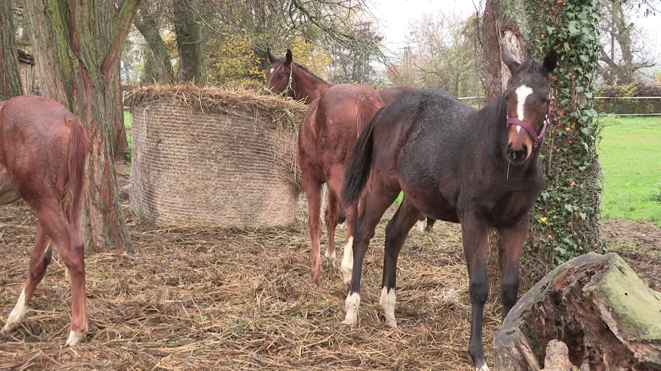 Festetics II. Tasziló Emlékülés Keszthelyen