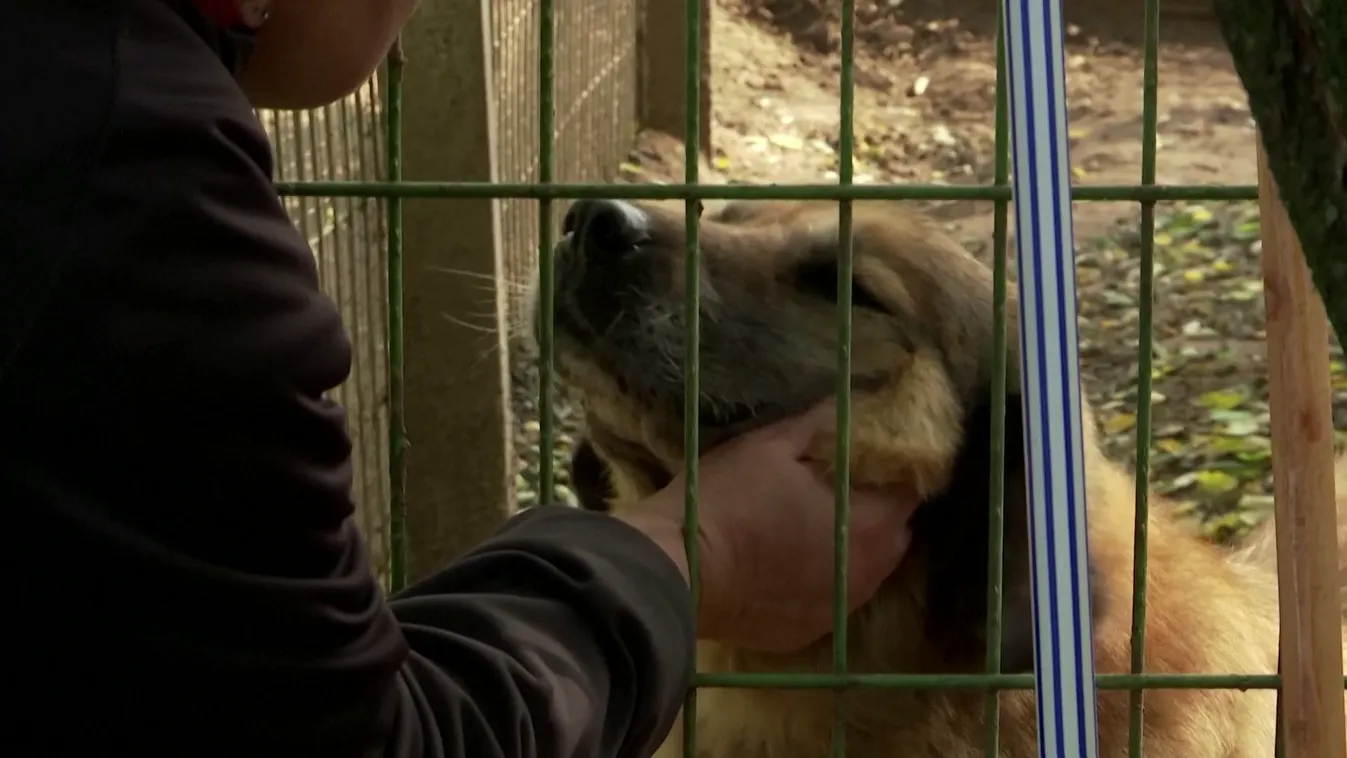 Radar - Egyre többen viszik menhelyre háziállataikat