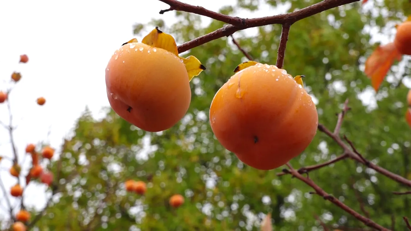 Radar - A datolyaszilva