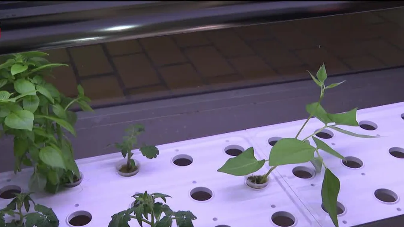 Radar - Mi terem a szobában?