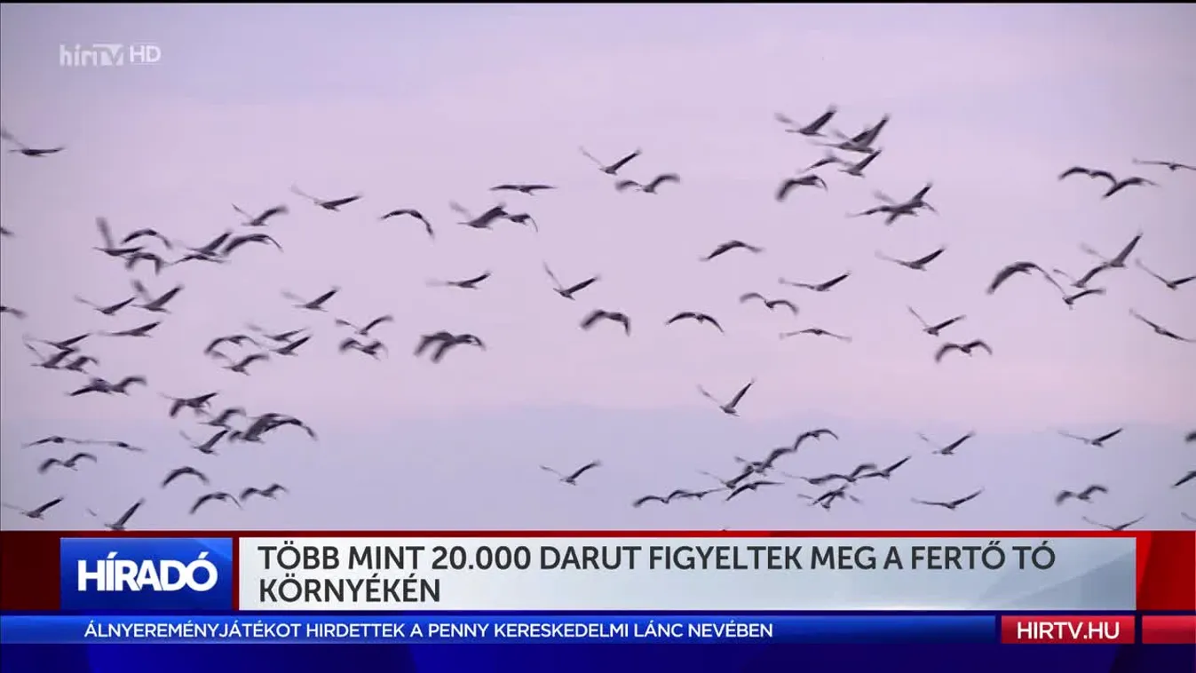 Több mint 20.000 darut figyeltek meg a Fertő tó környékén