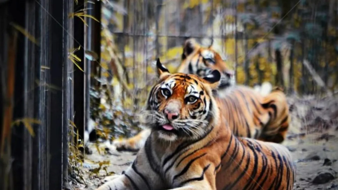Tigris harapott meg egy férfit az Alföldön