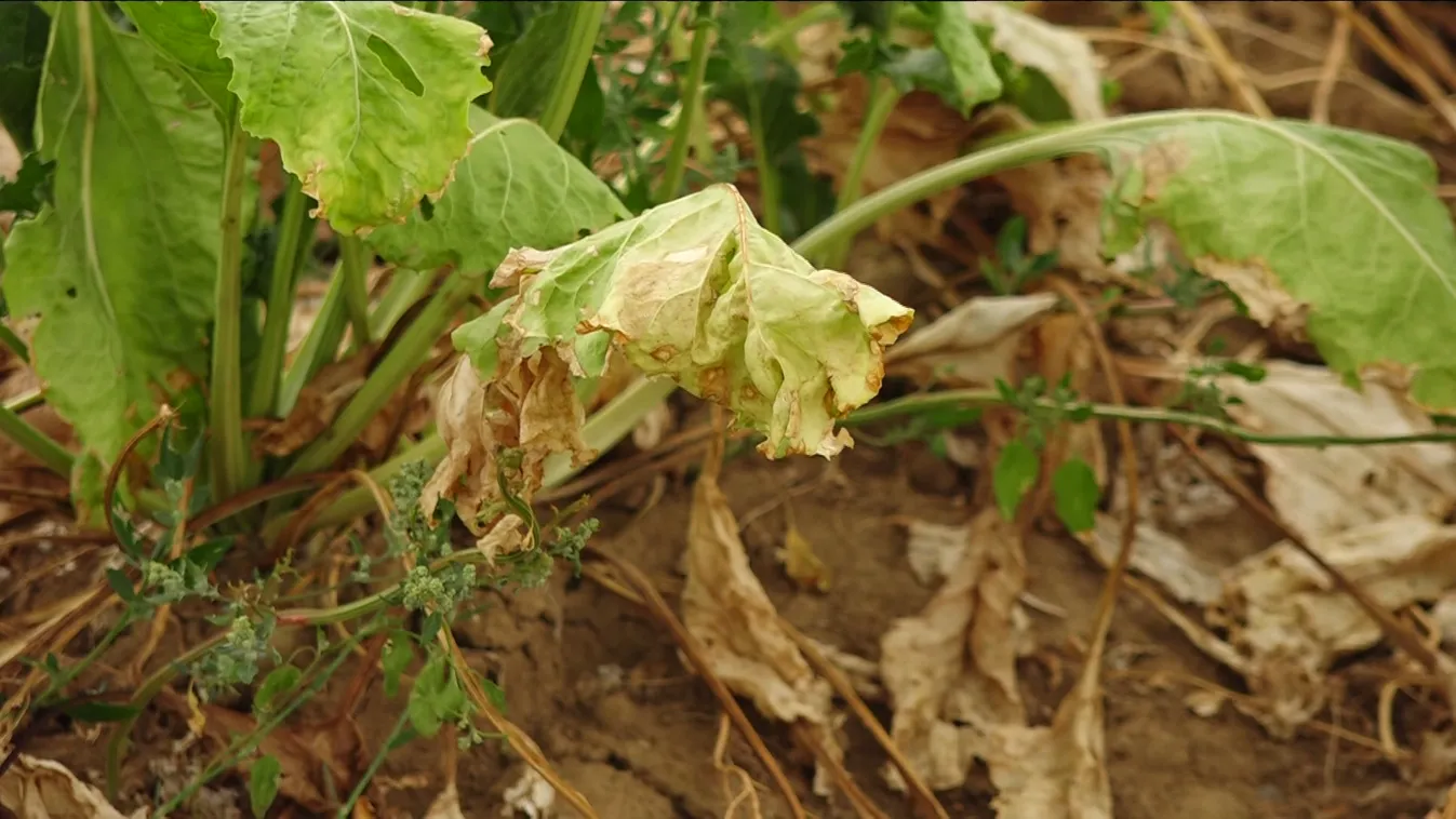 A 40 milliárd forintot is meghaladják a biztosítók aszálykifizetései