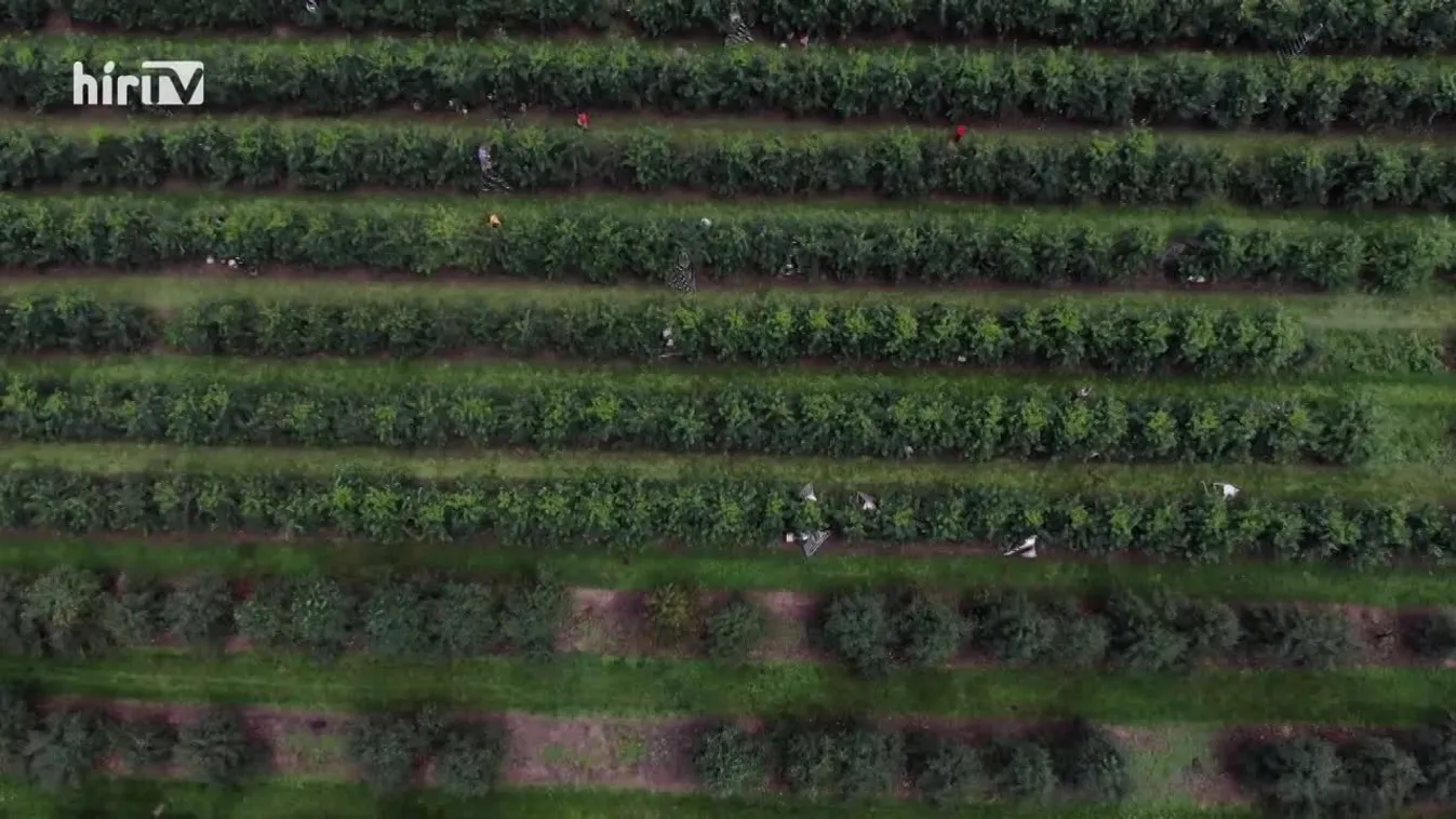 Zöldövezet (2022-11-20)