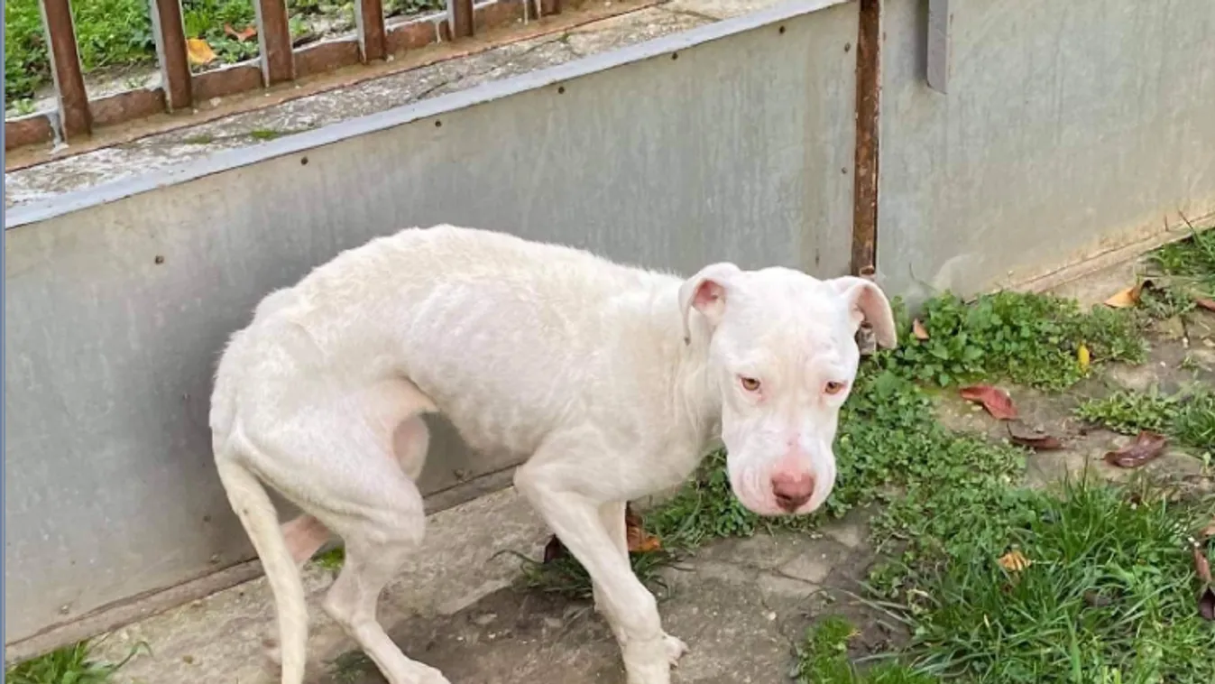 Csontsovány kutya ügyében intézkedtek a rendőrök