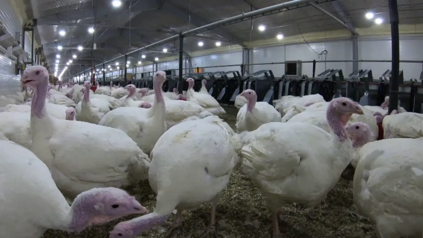 Soroló: Baromfitartóknak kedvez az Agrárminisztérium