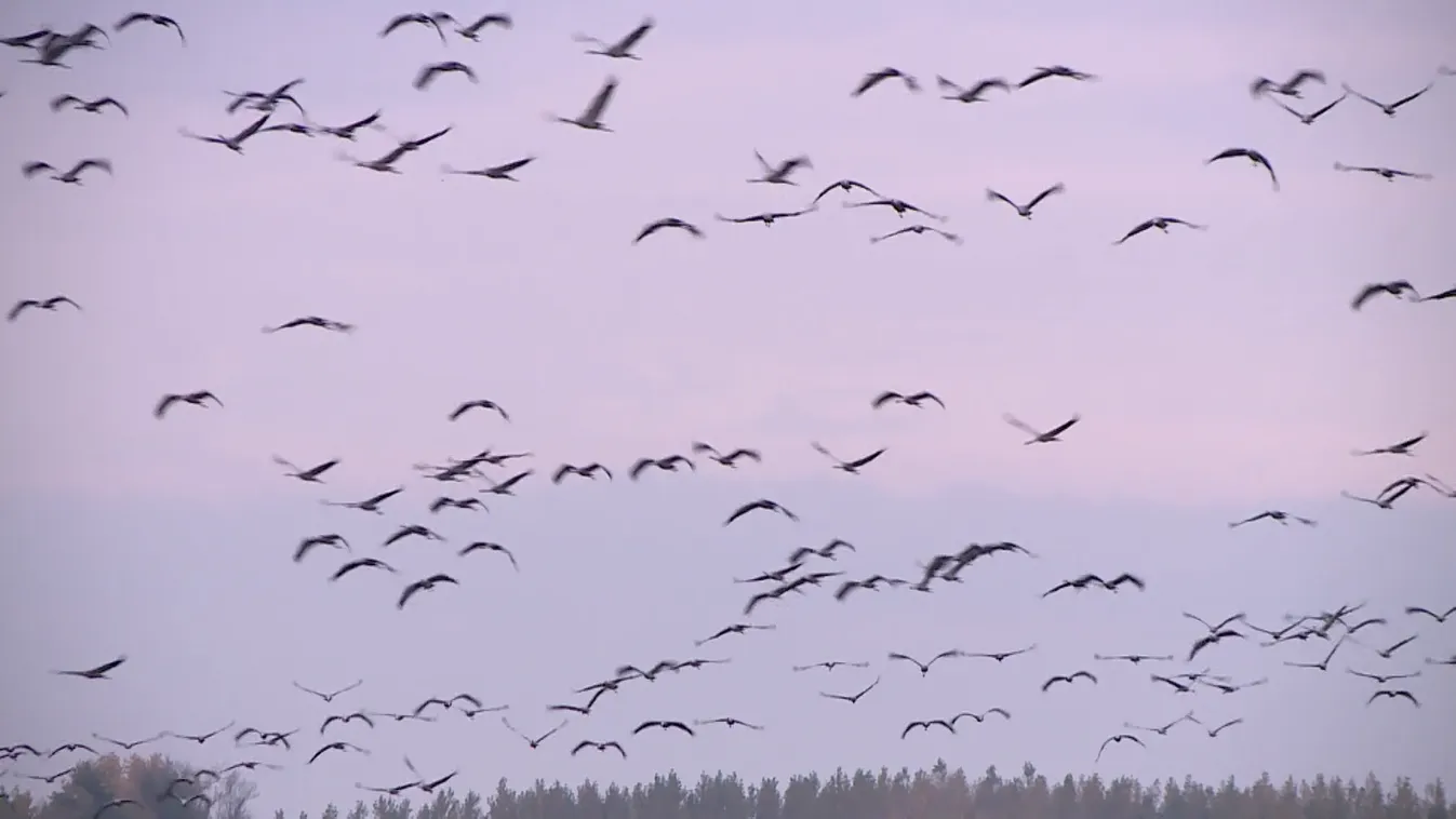 Radar -  A darvak vonulása