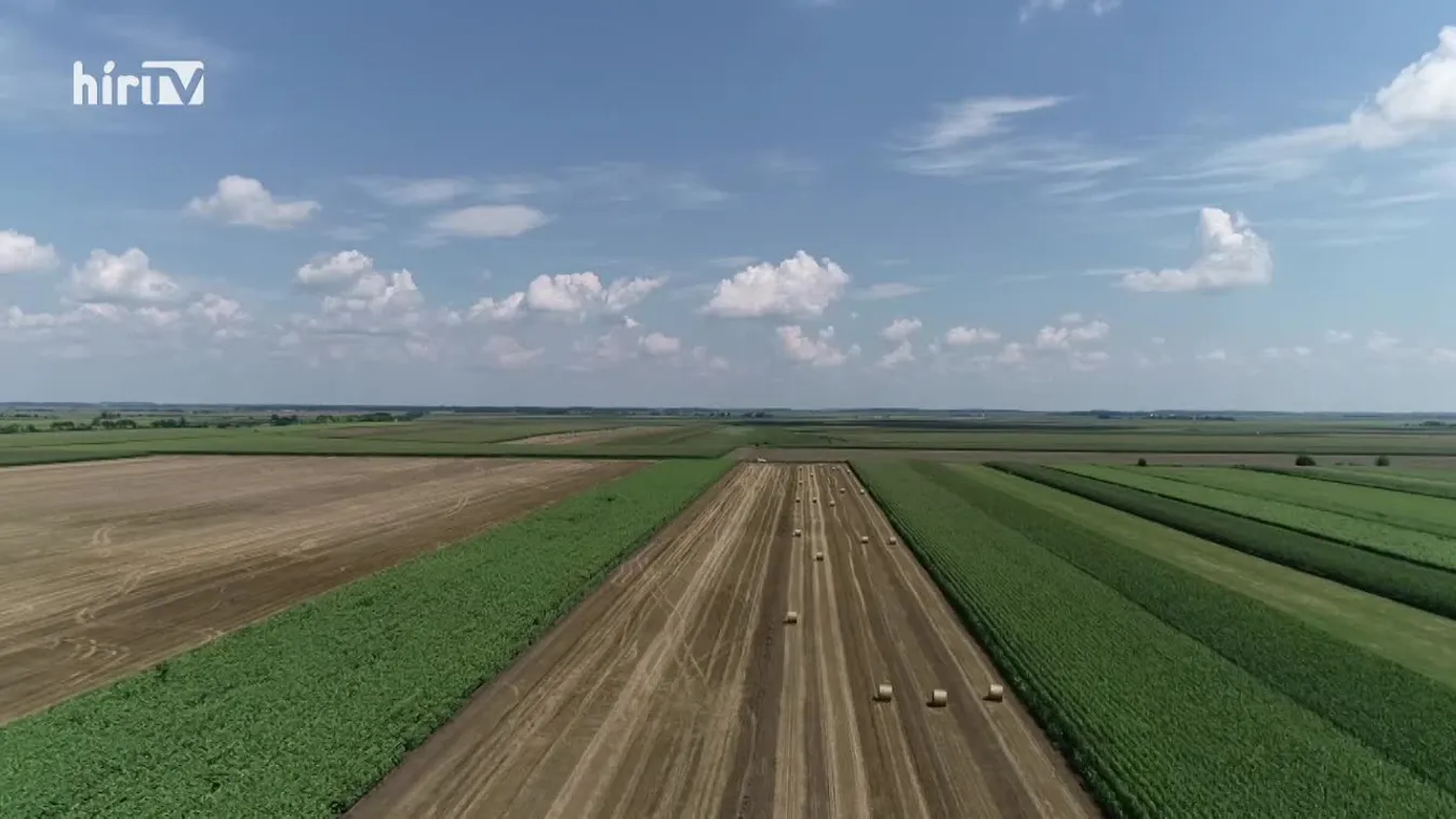 Soroló (2022-11-19)