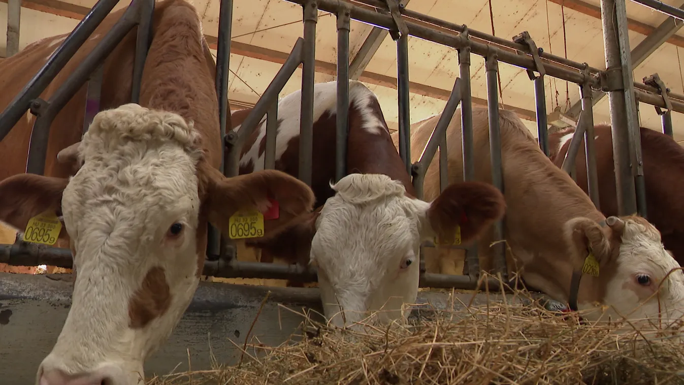 Radar: Szervetlen mégis környezetbarát - új műtrágyázási eljárás az alacsony élelmiszerárakért