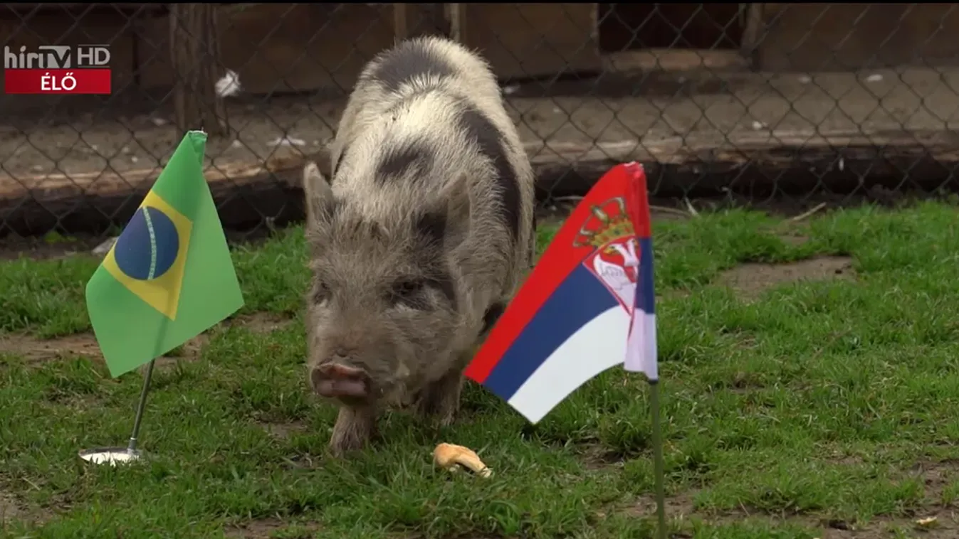 Timo jóslata a Brazília-Szerbia meccsre