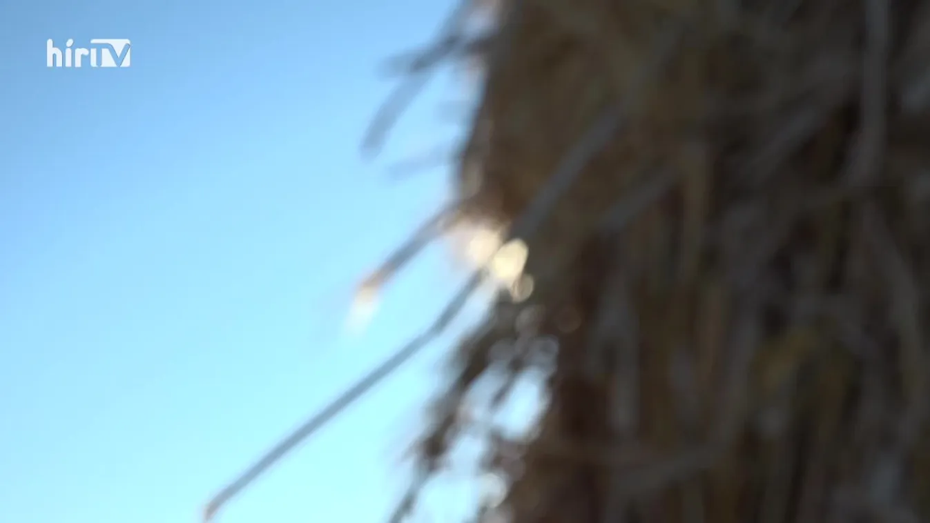 Soroló (2022-11-26)