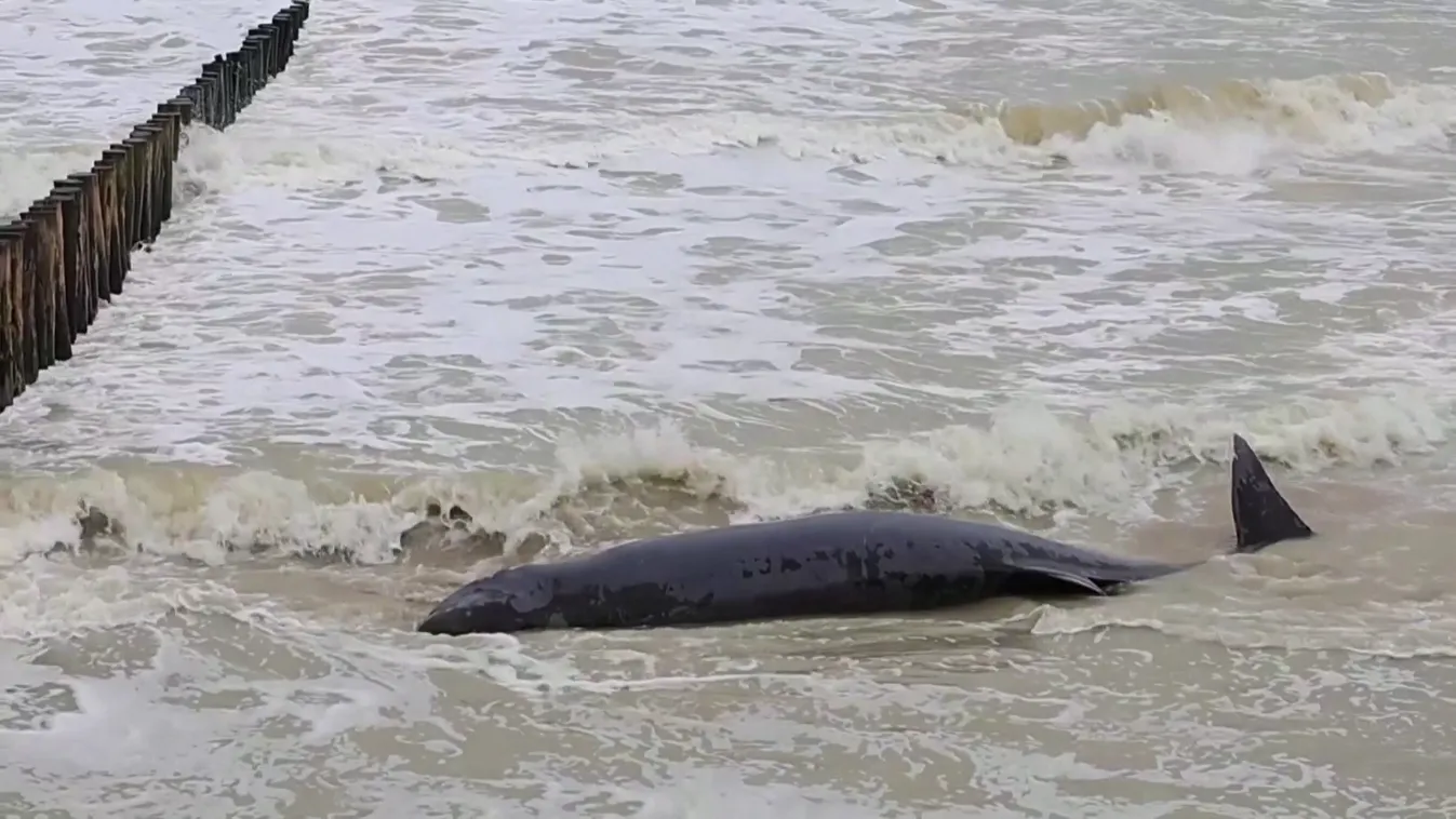 Radar - Bálnát sodort partra a tenger Franciaországban