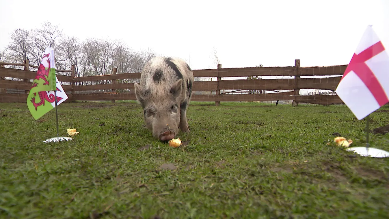 Radar - Timo jóslata a Wales-Anglia meccsre