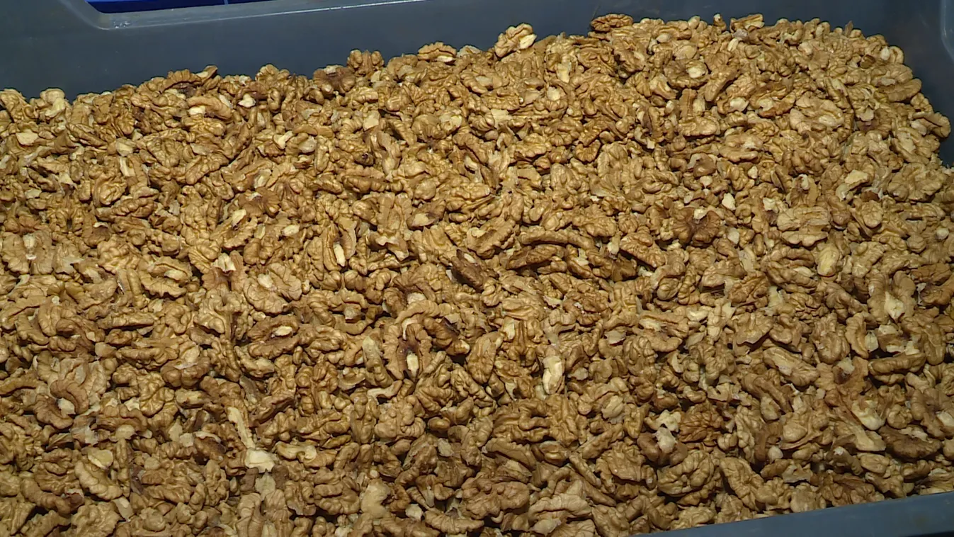 A dió árban és minőségben is jobb a tavalyinál