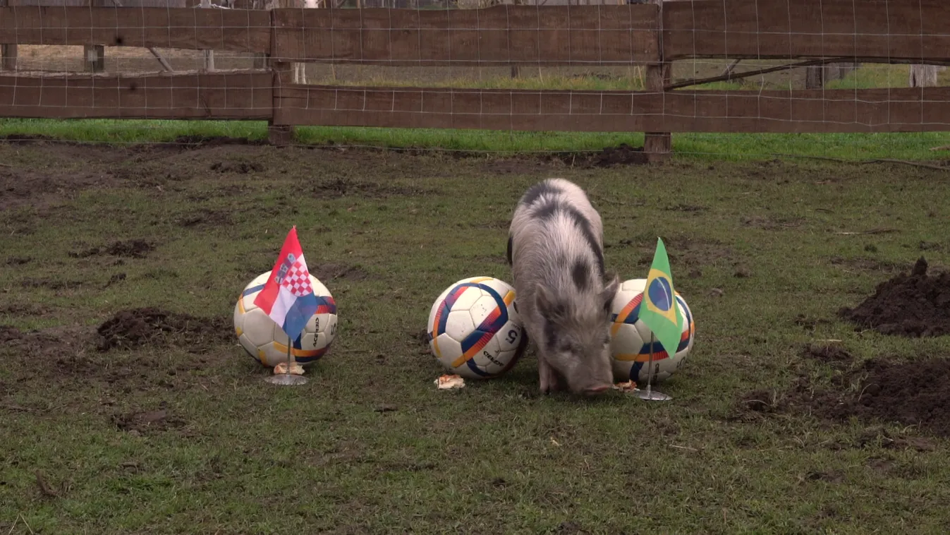 Radar -  Timo a jós malacunk most azt jósolja meg, hogy mi lesz a Horvátország-Brazília mérkőzés kimenetele
