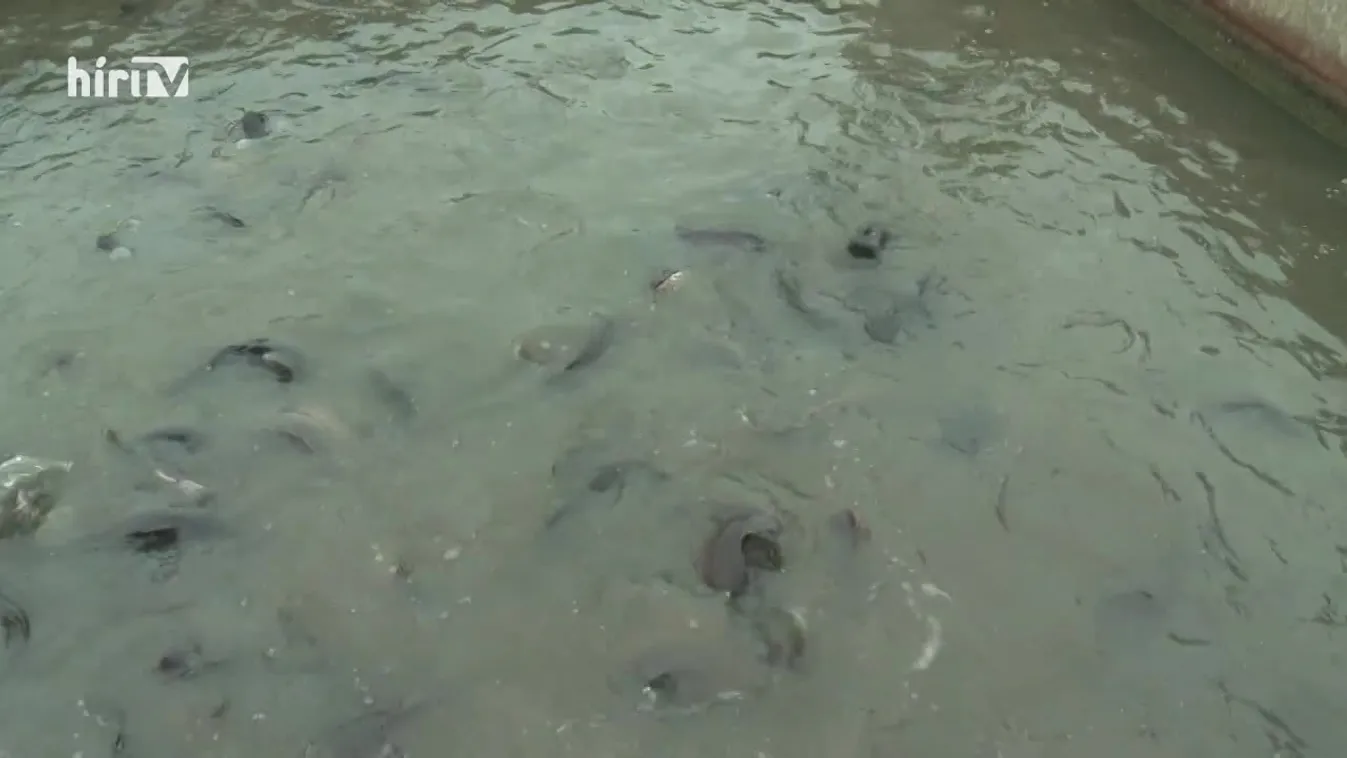 Soroló (2022-12-24)