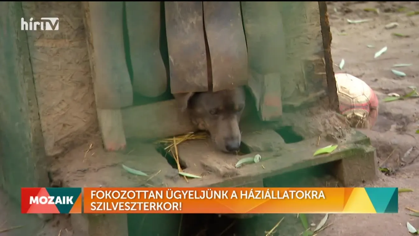 Mozaik – Fokozottan ügyeljünk a háziállatokra Szilveszterkor! (2022-12-31)