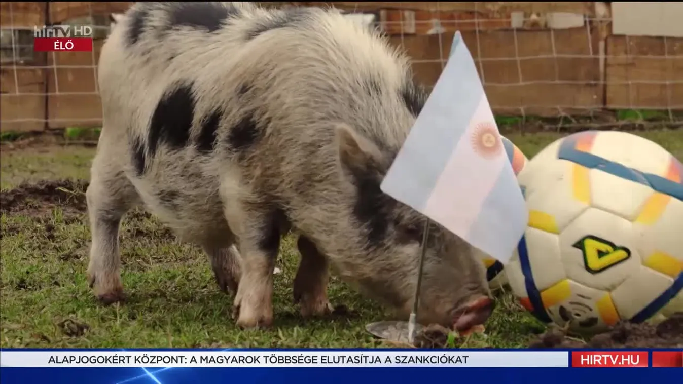 Radar - Timo jóslata