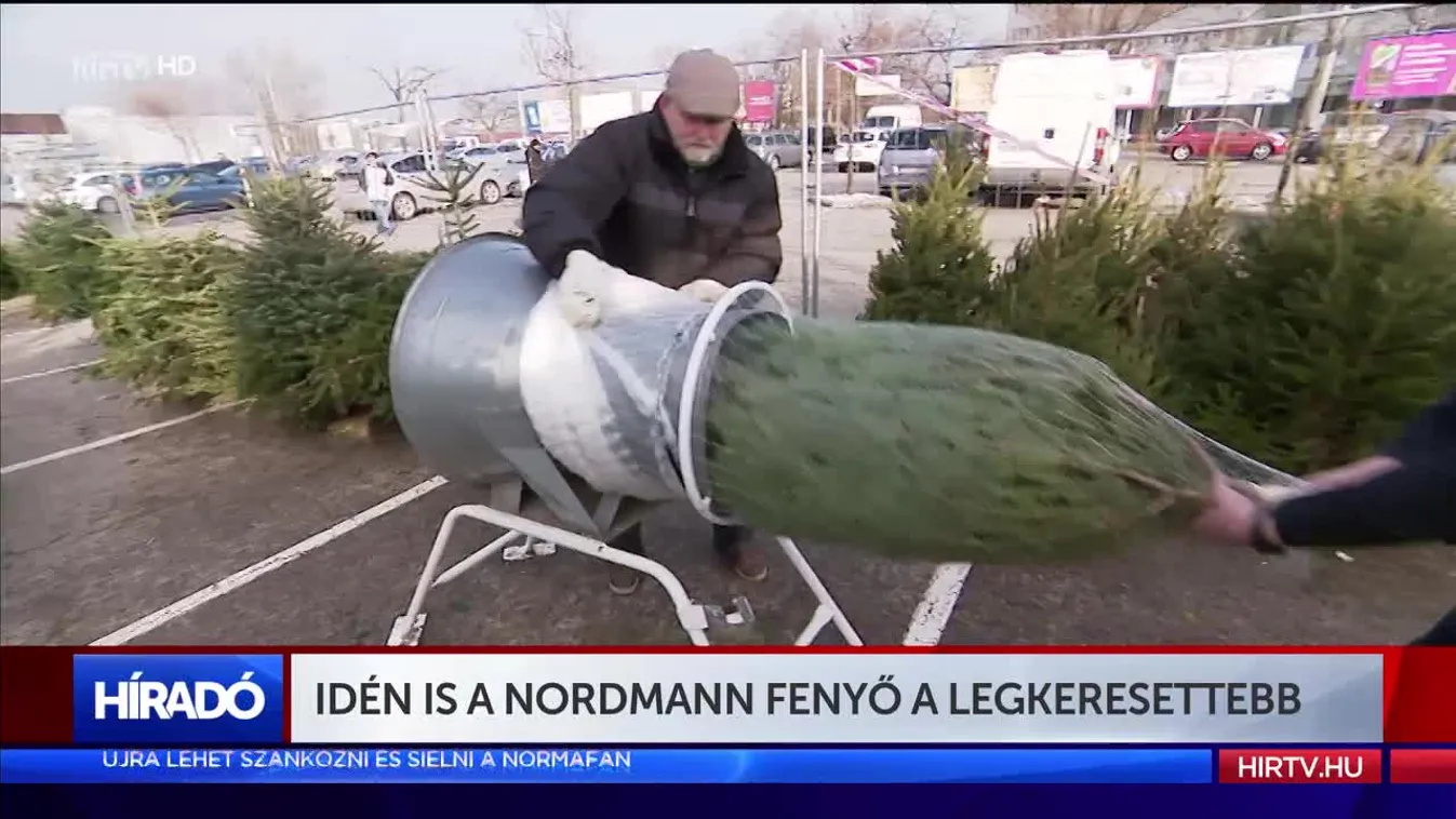 Idén is a nordmann fenyő a sláger