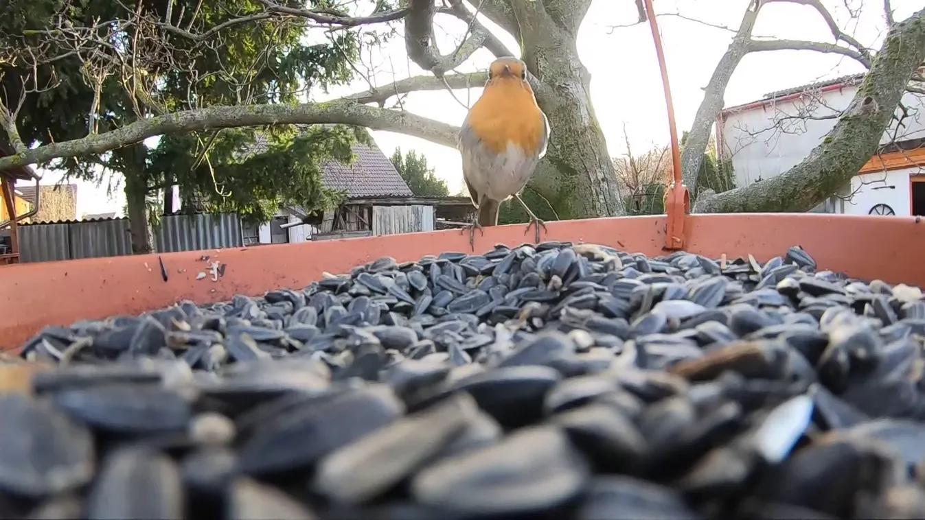 Radar - Téli madáretetés