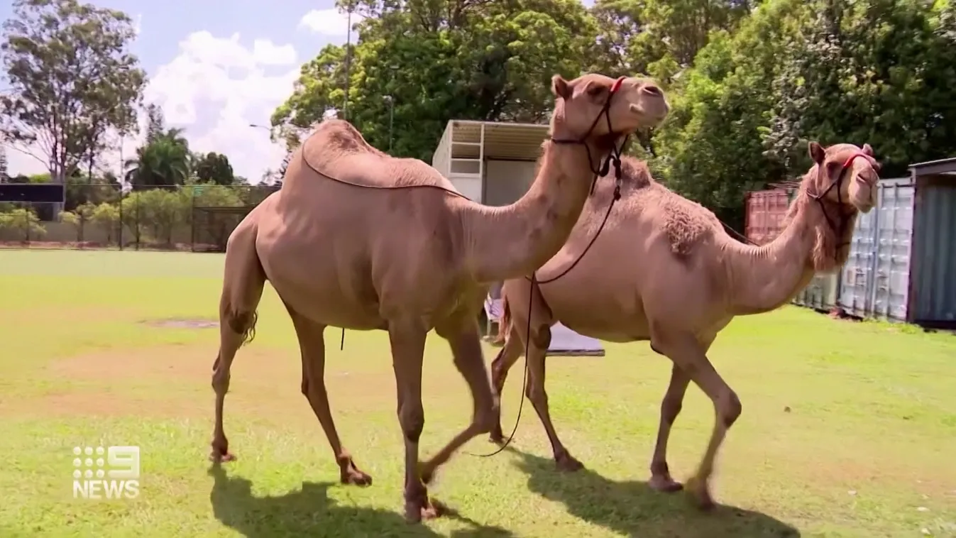 Tevék szöktek el egy élőszereplős Betlehemből