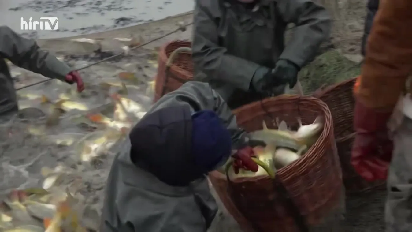 Soroló (2022-12-03)