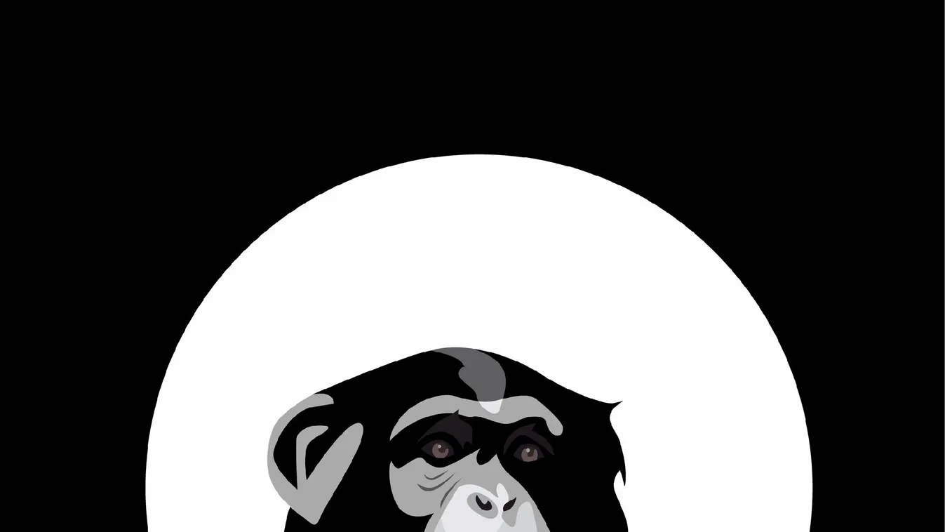 Svédországban lelőttek négy elszökött csimpánzt