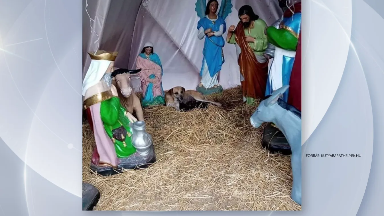 Kóbor kutyák költöztek be egy mexikói betlehembe