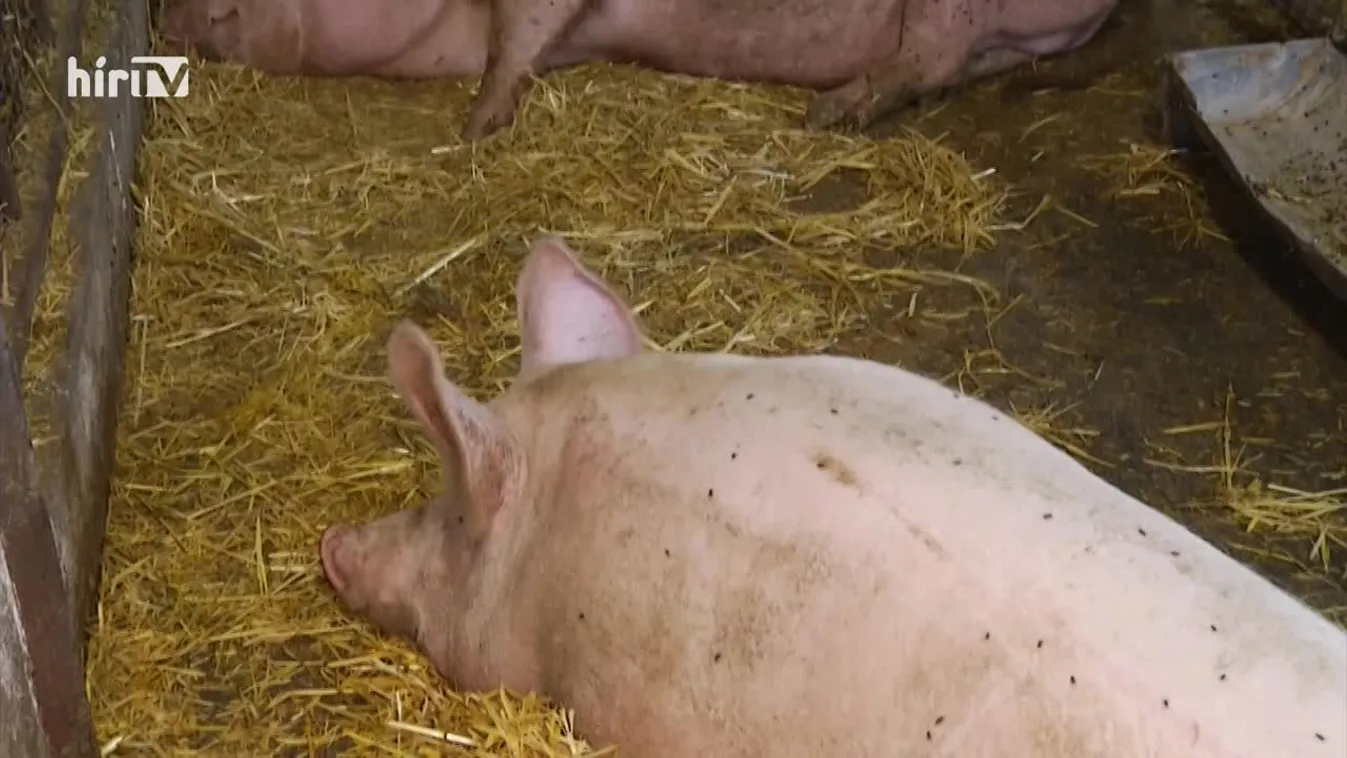 Soroló (2022-12-17)