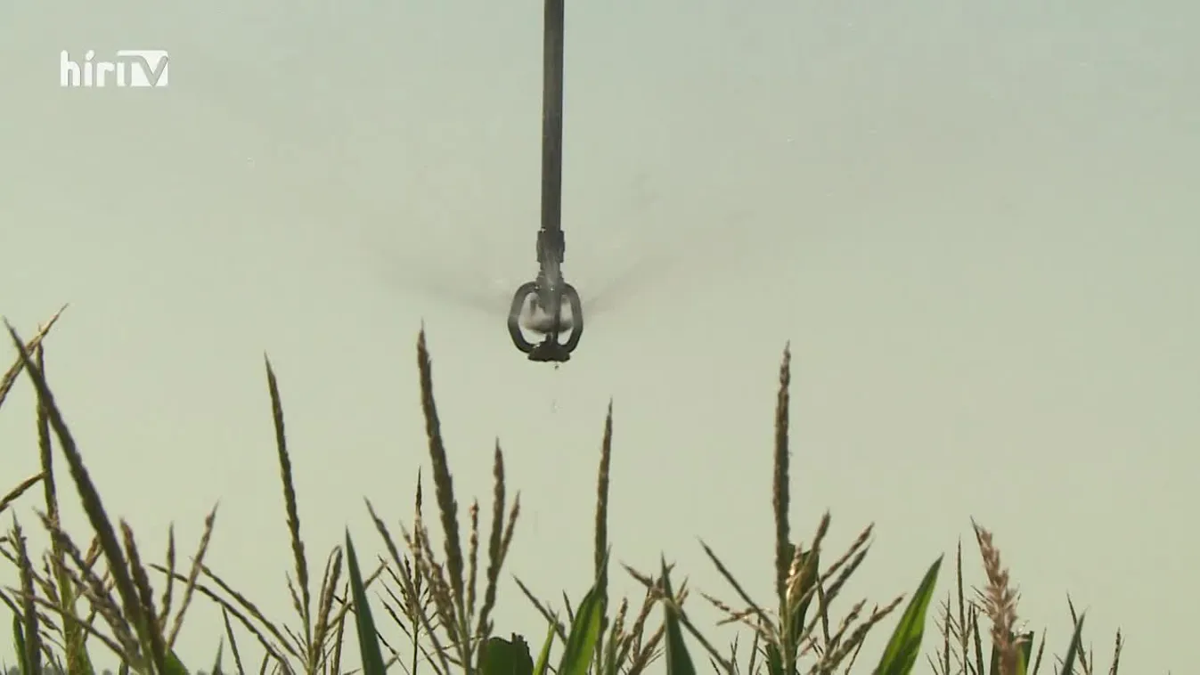 Soroló (2022-12-10)