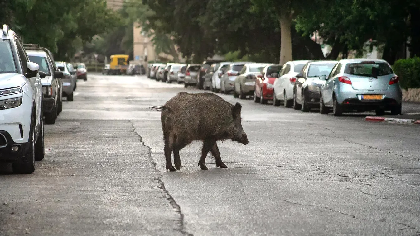 A jövőben lelőhetik az olasz városokba betévedő vaddisznókat